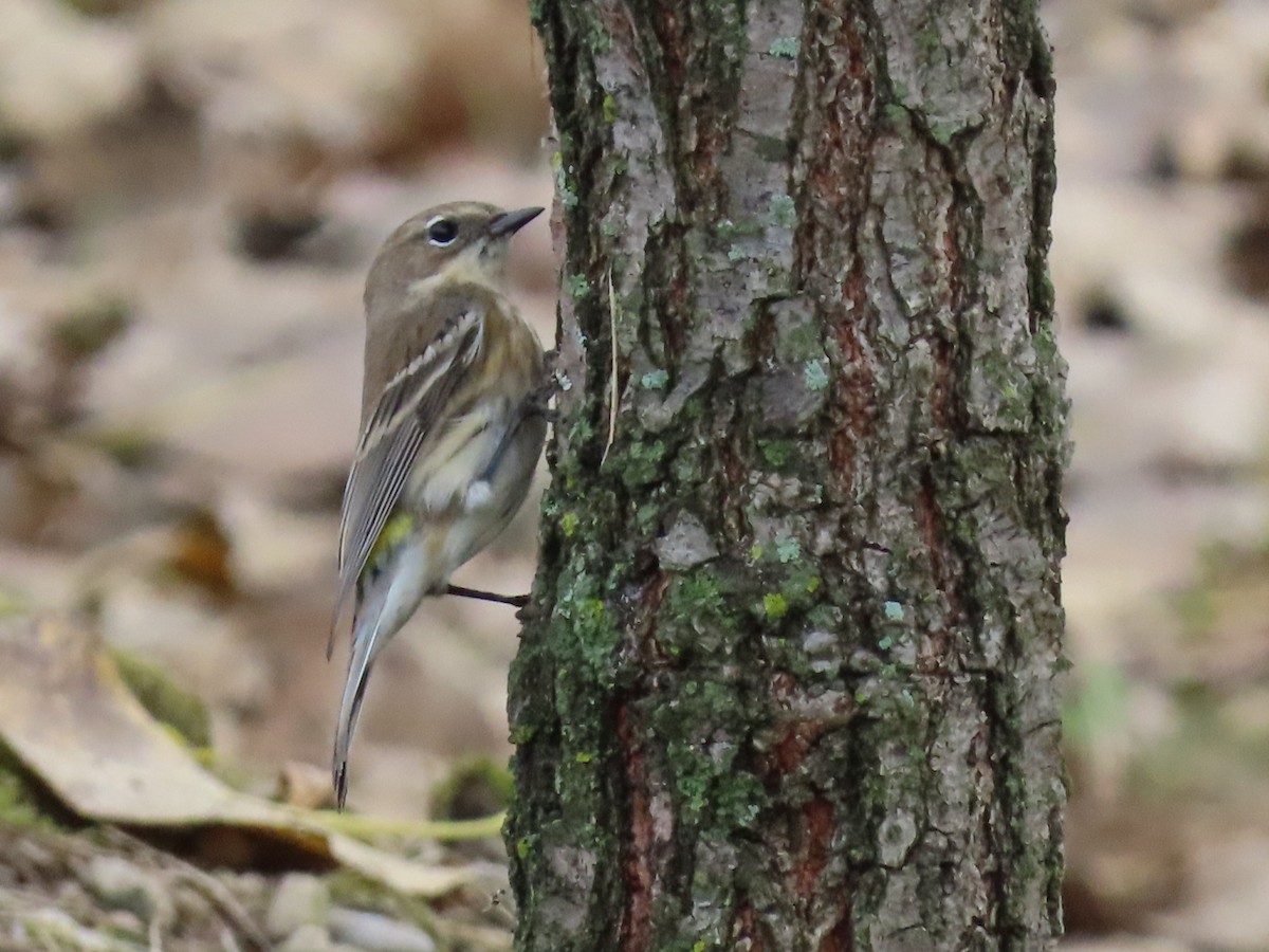 Yellow-rumped Warbler - ML624125386