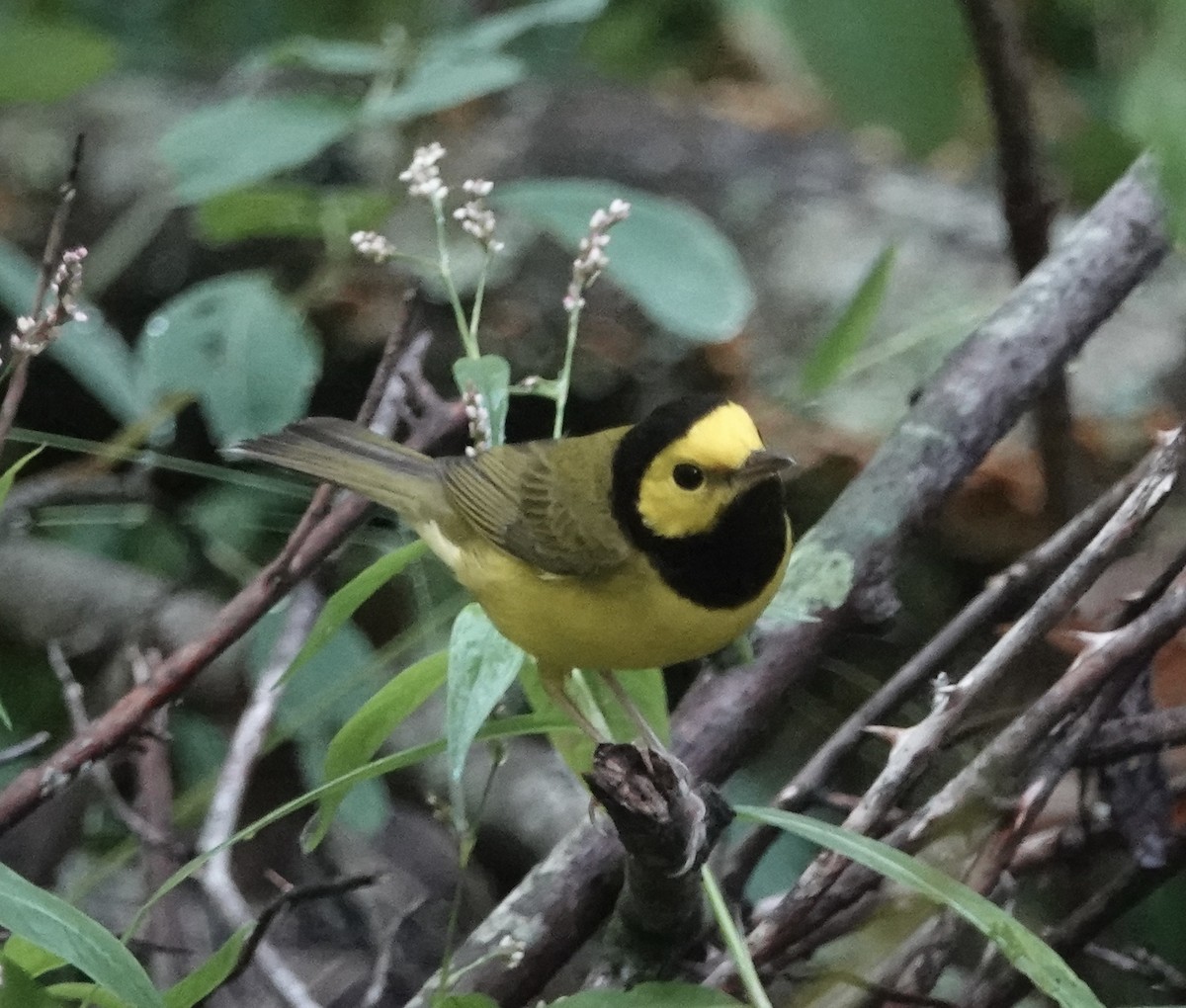 Hooded Warbler - ML624125391