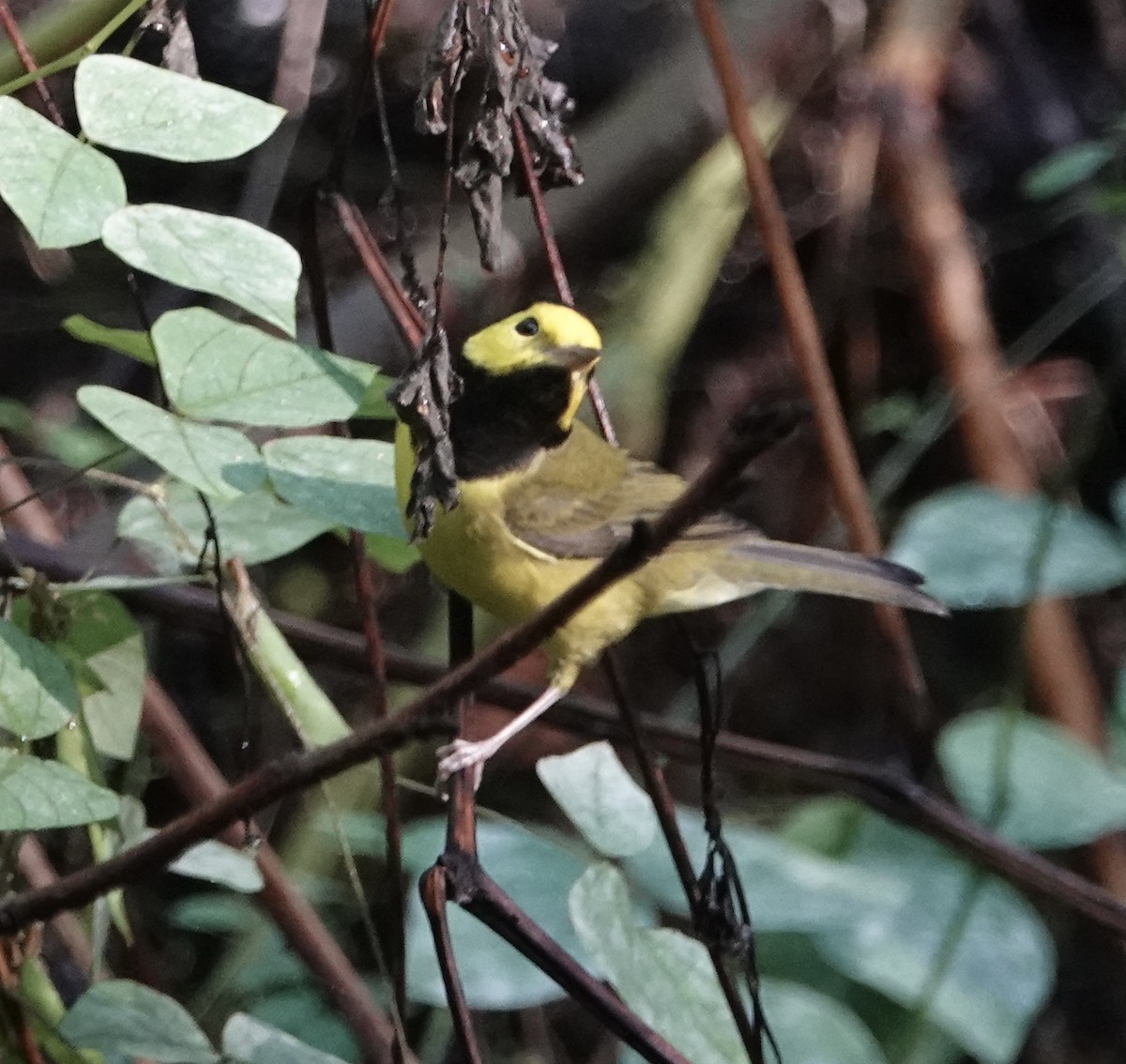 Hooded Warbler - ML624125393