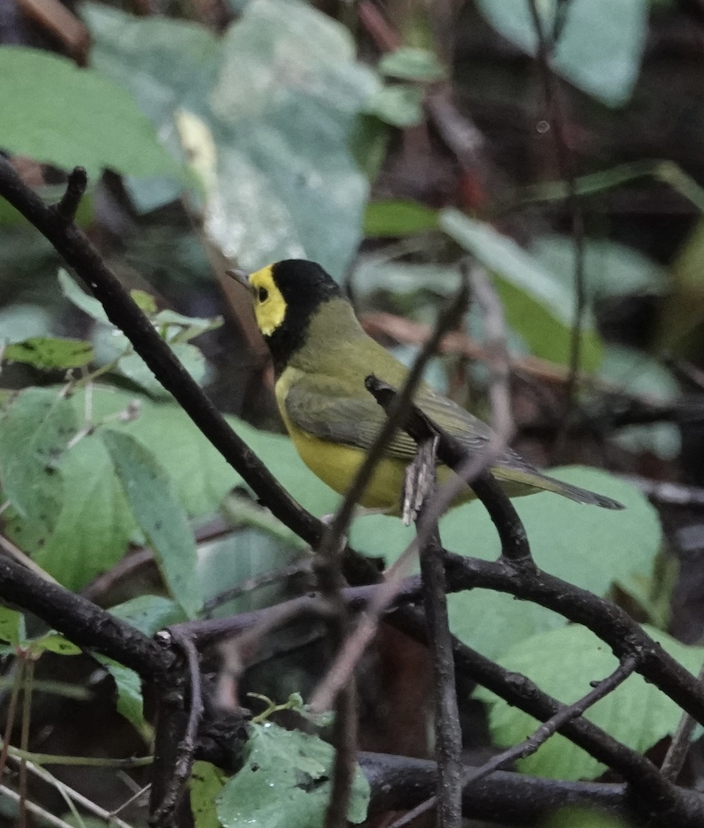 Hooded Warbler - ML624125395