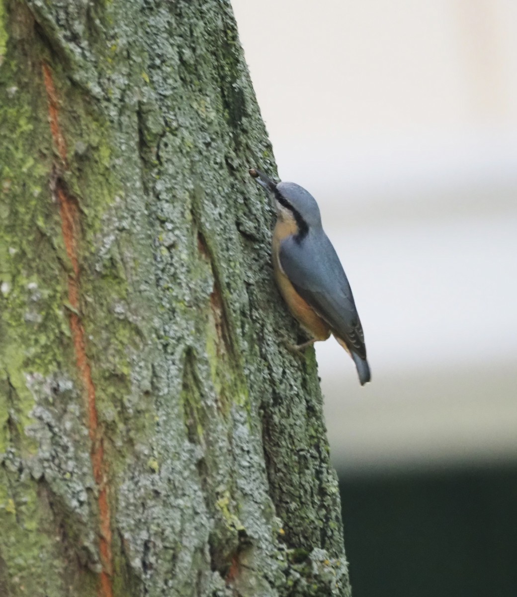 Eurasian Nuthatch (Western) - ML624125439