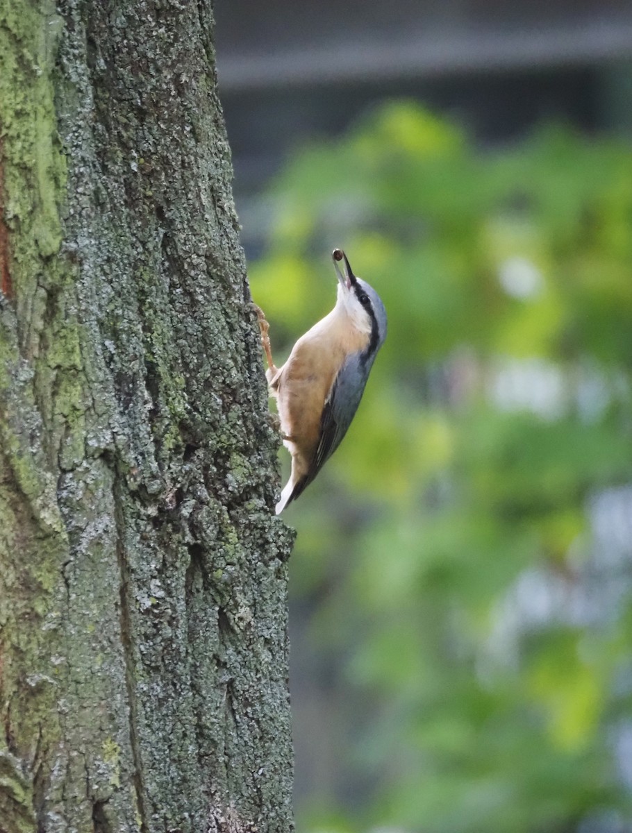 Eurasian Nuthatch (Western) - ML624125440