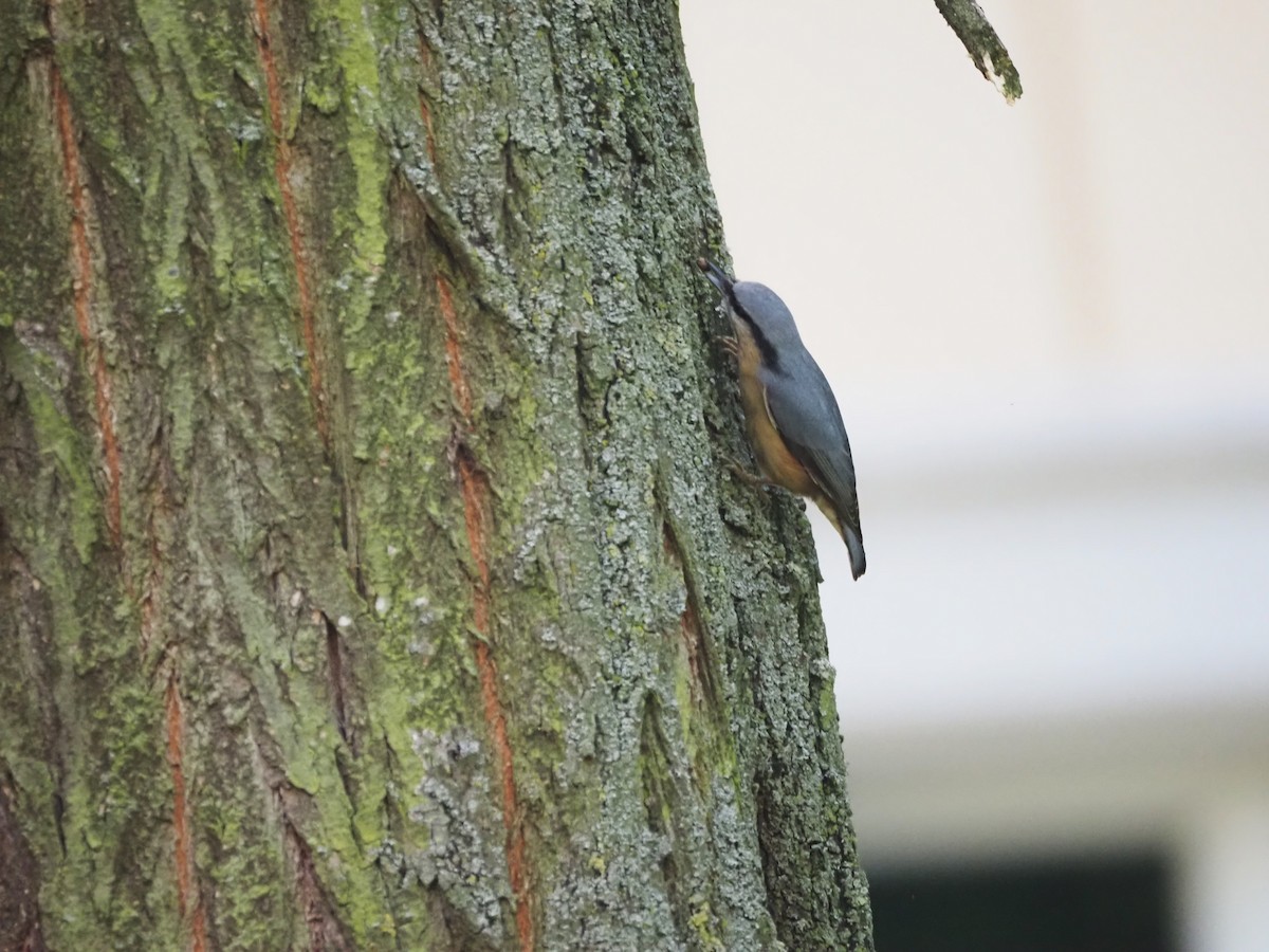 Eurasian Nuthatch (Western) - ML624125443