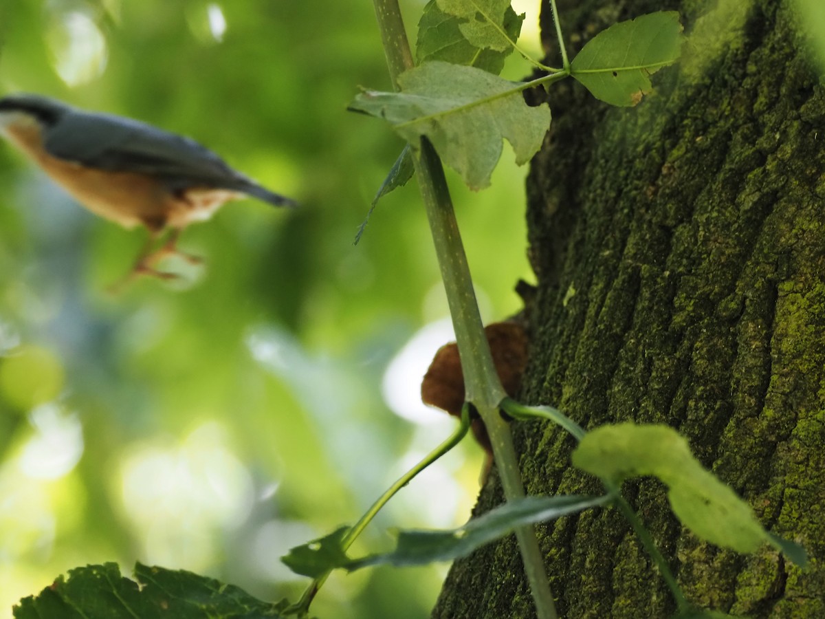 Eurasian Nuthatch (Western) - ML624125444