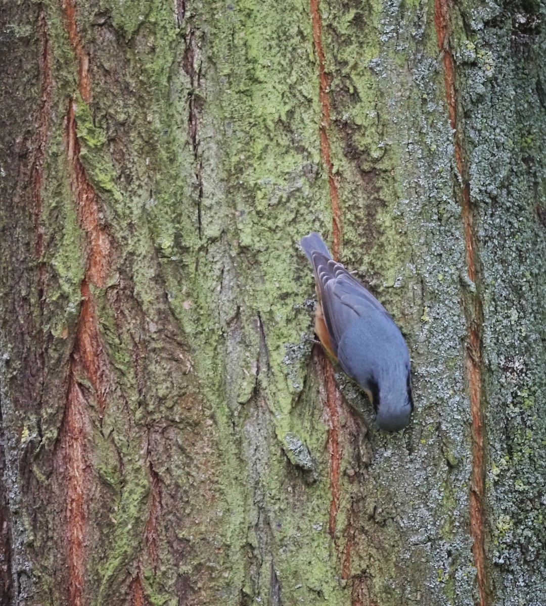 Eurasian Nuthatch (Western) - ML624125445