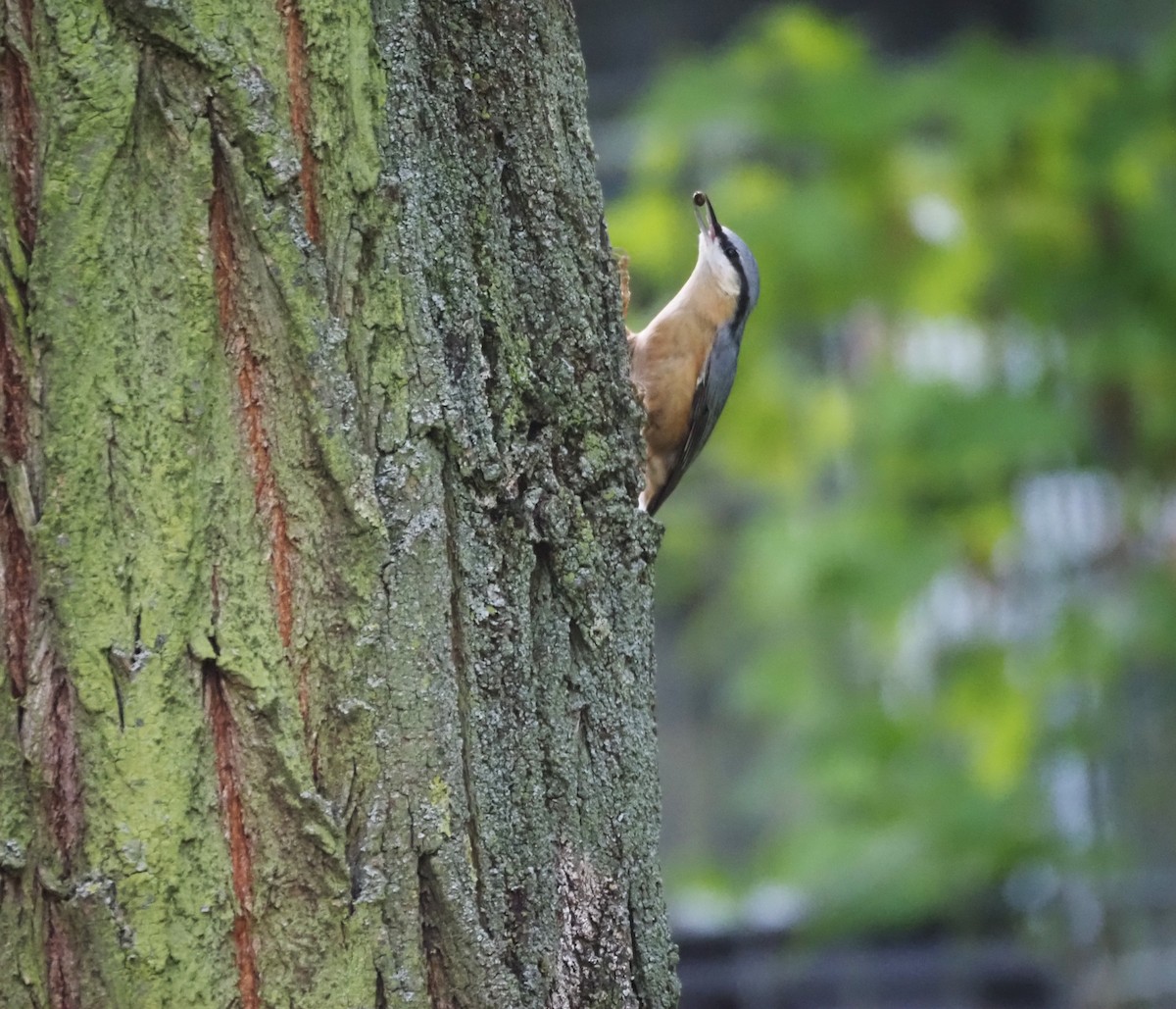 Eurasian Nuthatch (Western) - ML624125446