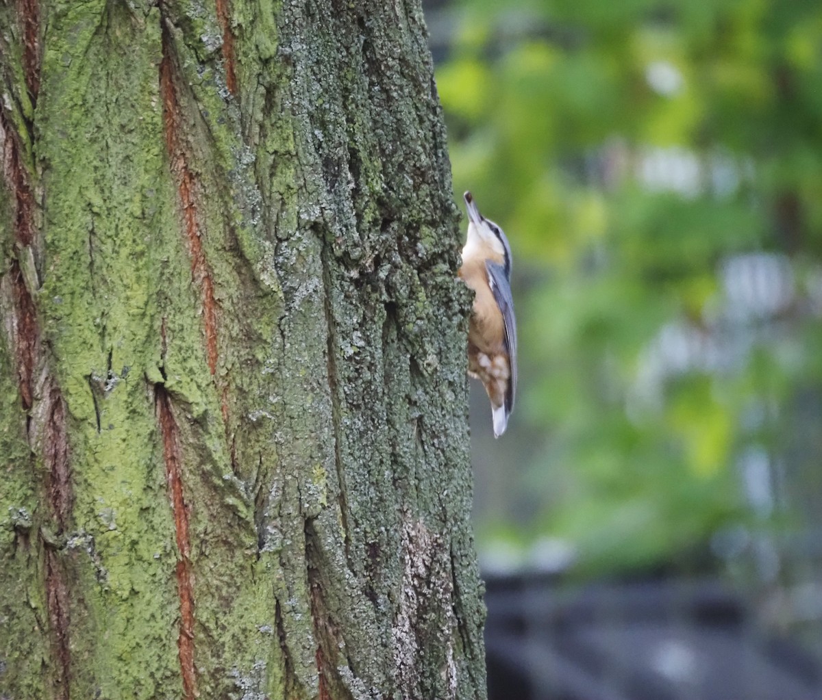 Eurasian Nuthatch (Western) - ML624125447