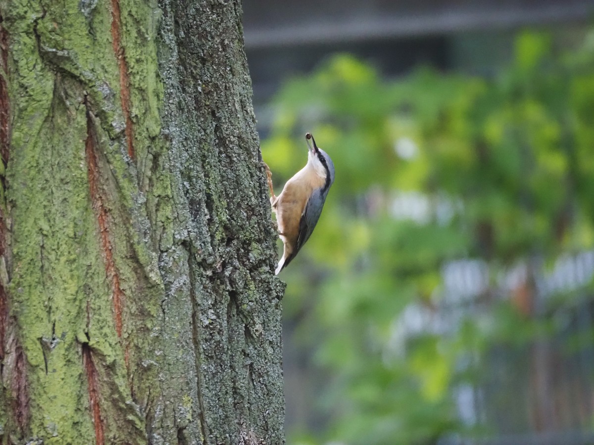 Eurasian Nuthatch (Western) - ML624125448