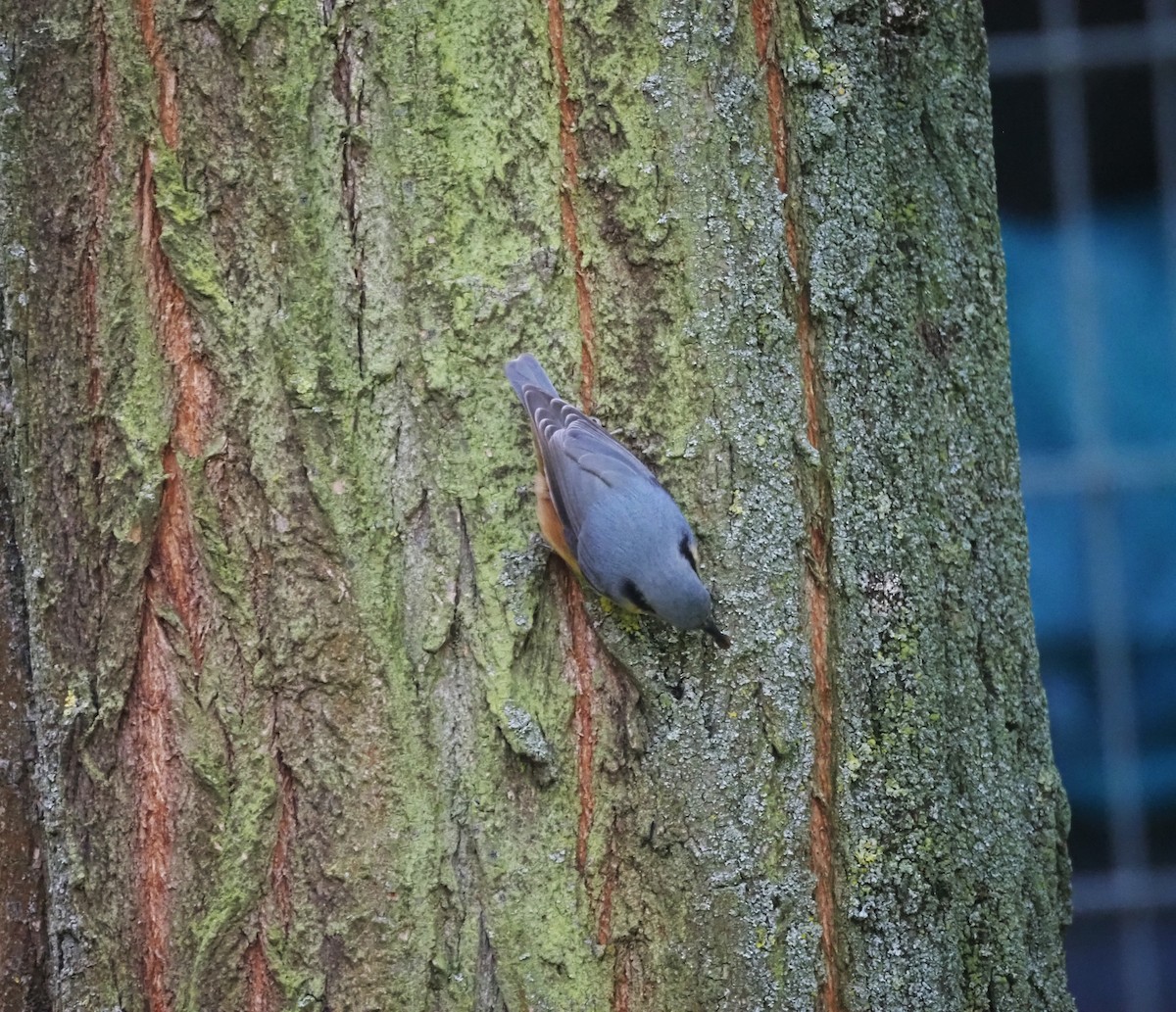 Eurasian Nuthatch (Western) - ML624125449