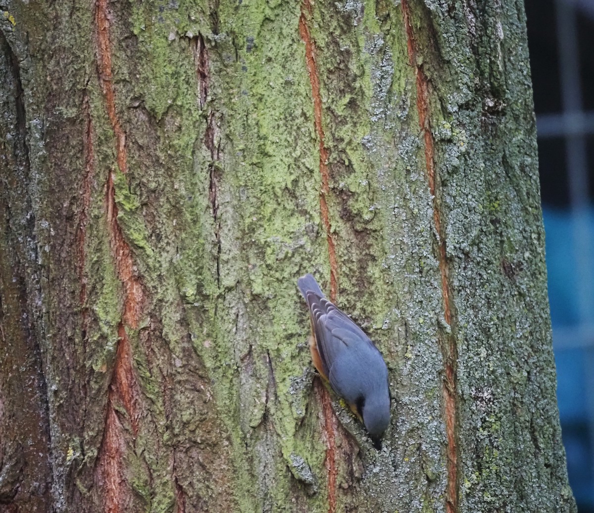 Eurasian Nuthatch (Western) - ML624125452