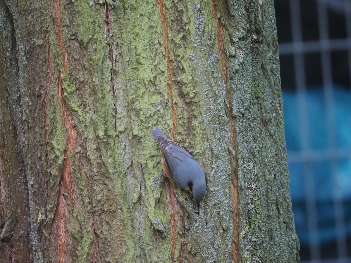 Eurasian Nuthatch (Western) - ML624125453