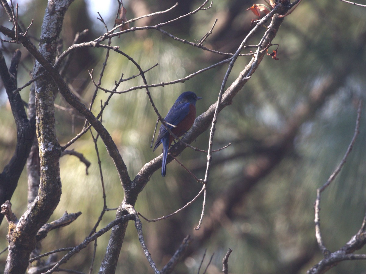 Chestnut-bellied Rock-Thrush - ML624125472