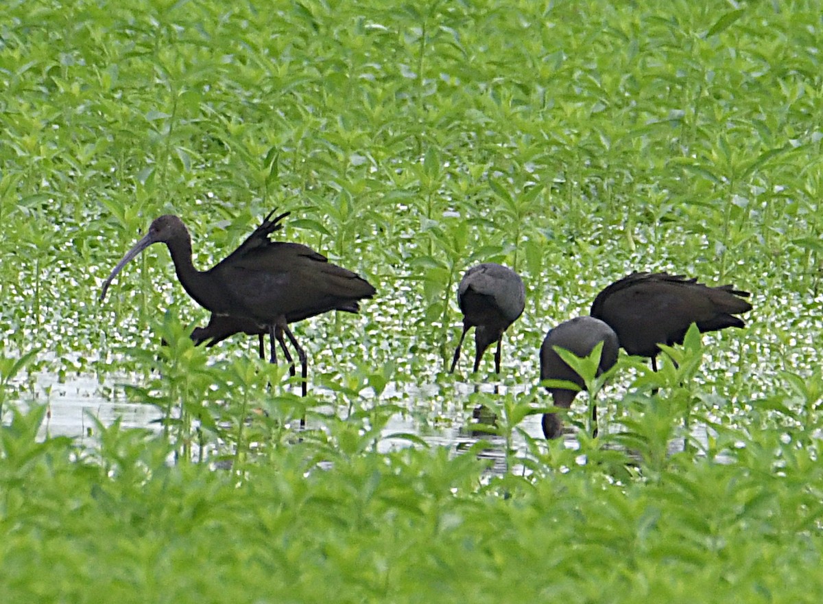 Glossy/White-faced Ibis - Glenn Wyatt