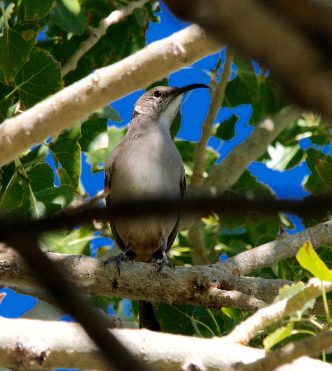 LeConte's Thrasher - ML624125522