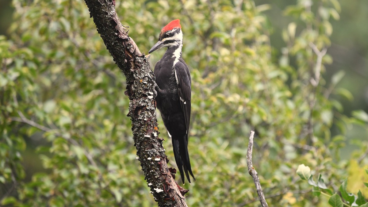 Pileated Woodpecker - ML624125526