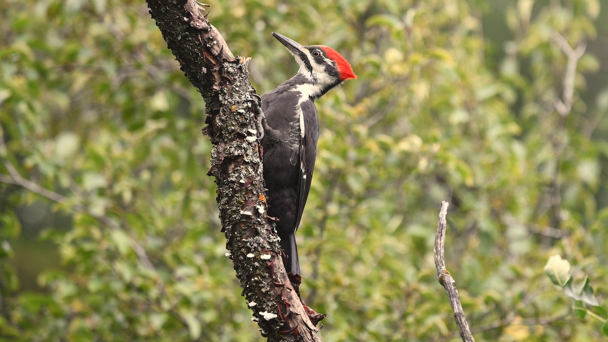 Pileated Woodpecker - ML624125535