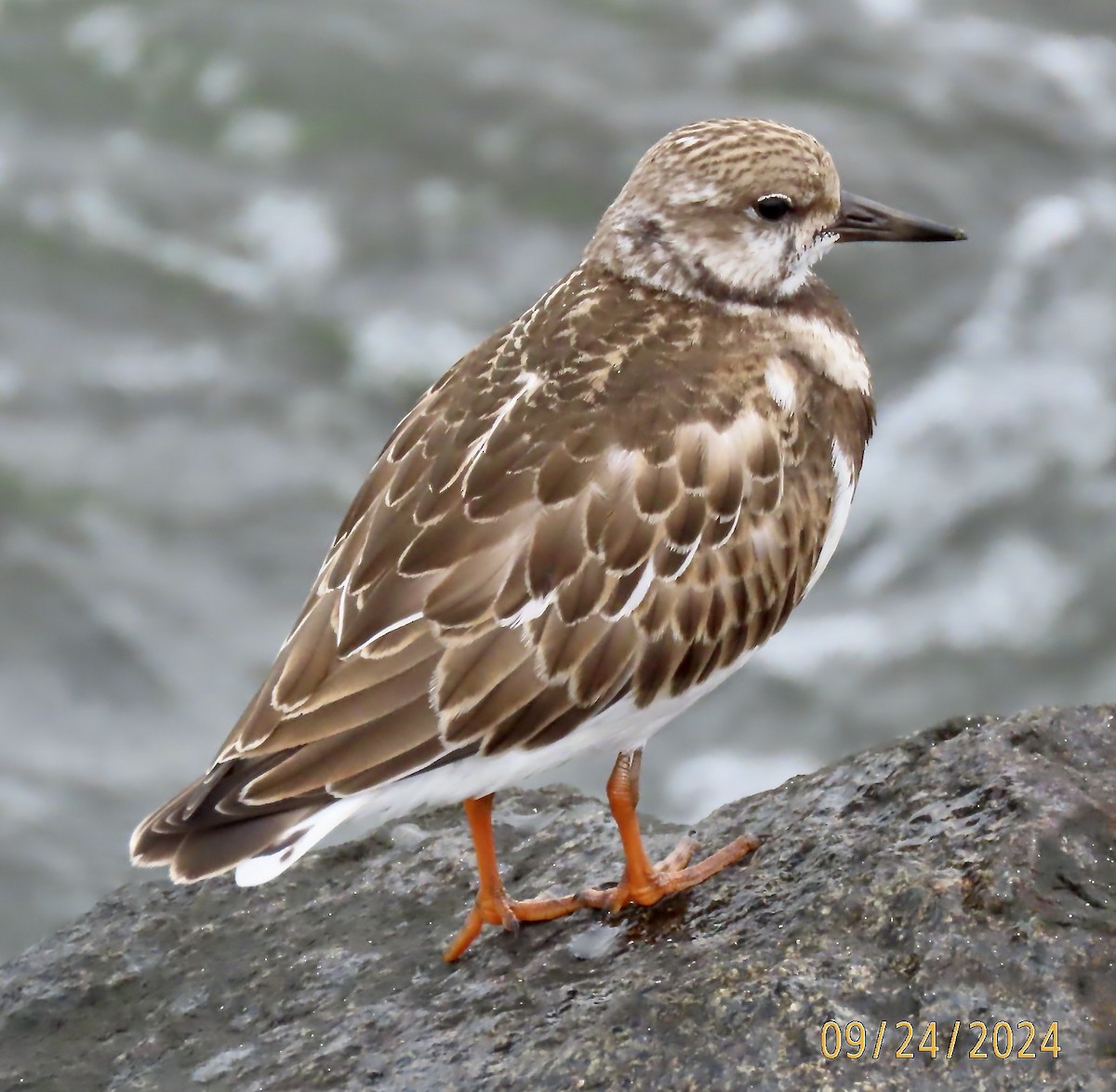 Ruddy Turnstone - ML624125540