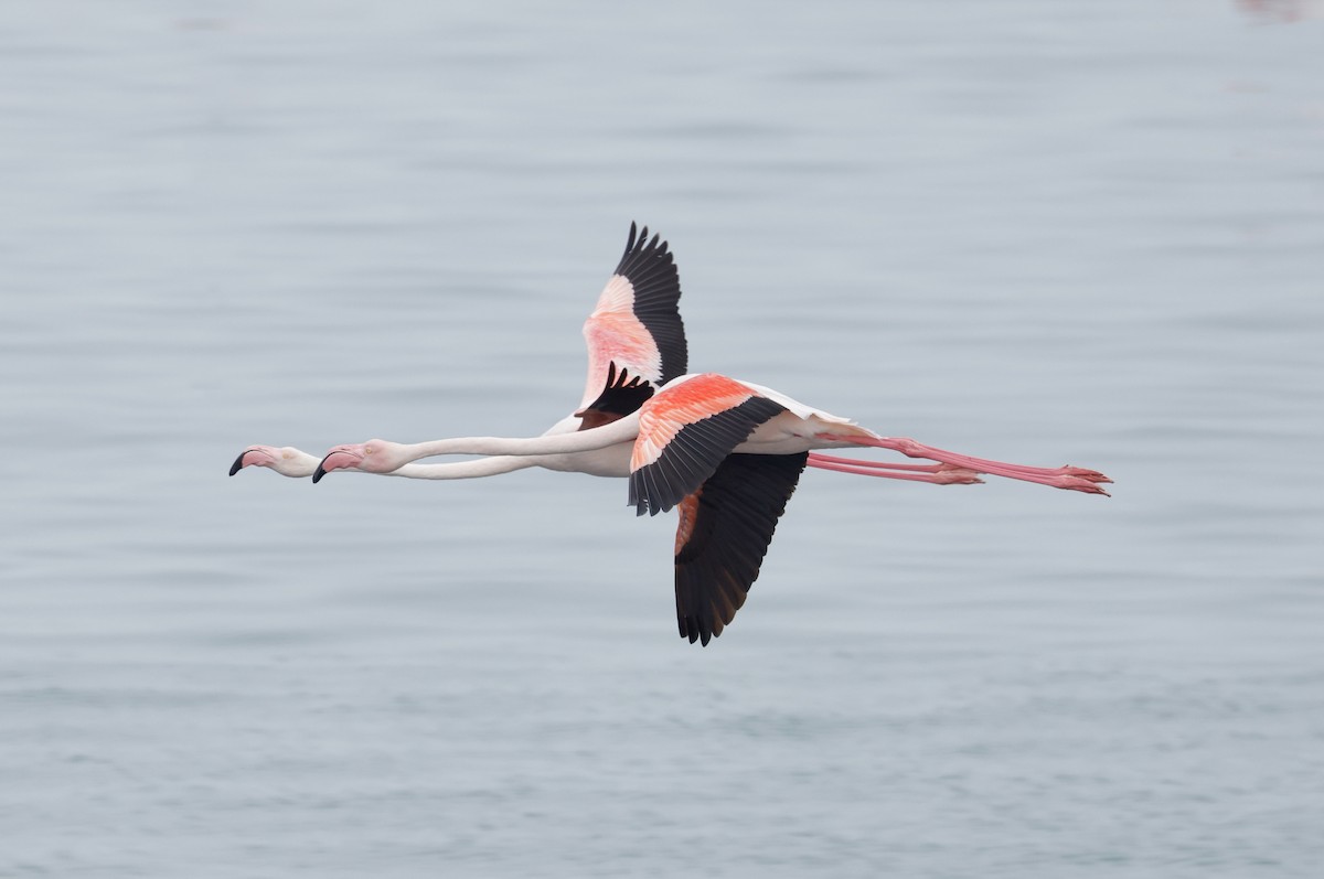 Greater Flamingo - ML624125541