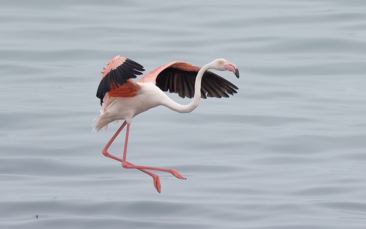 Greater Flamingo - ML624125542