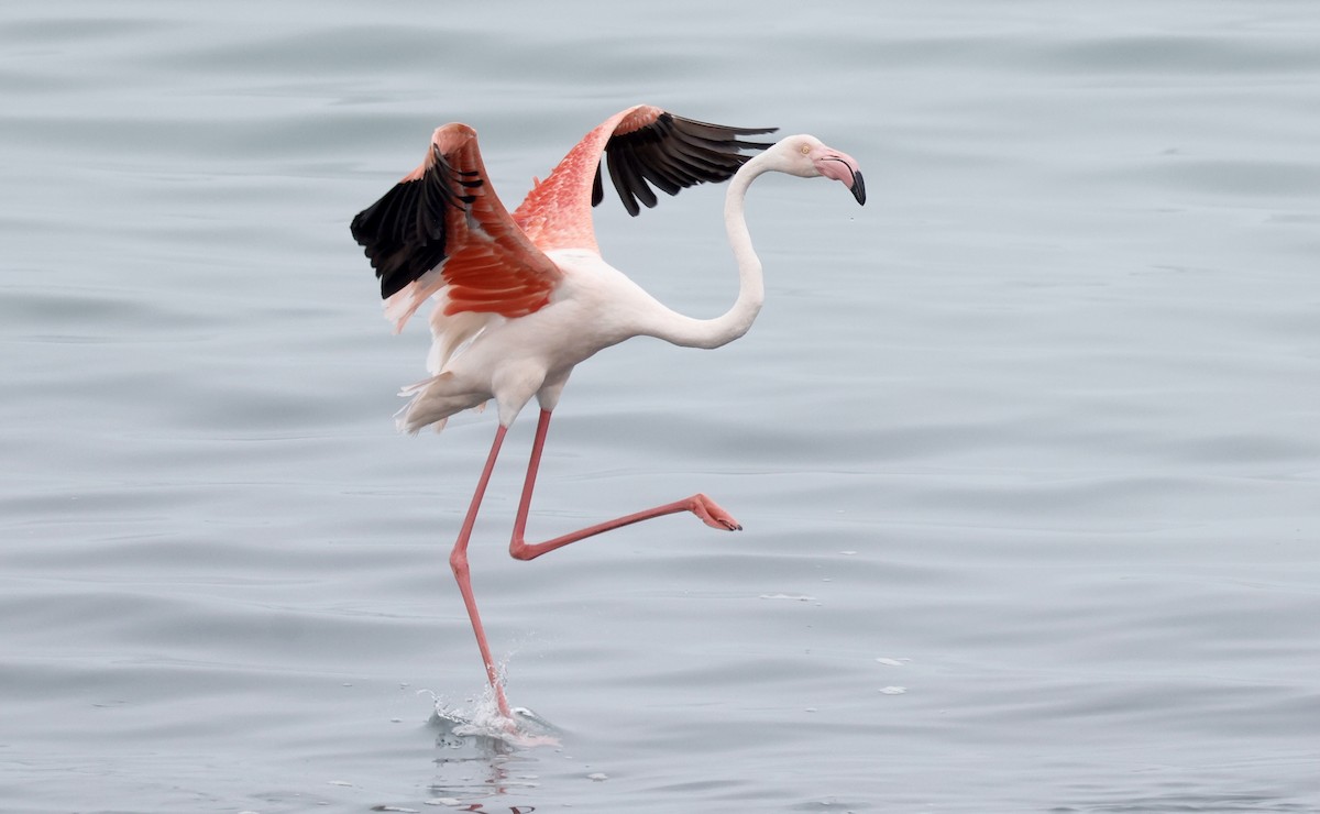 Greater Flamingo - ML624125543