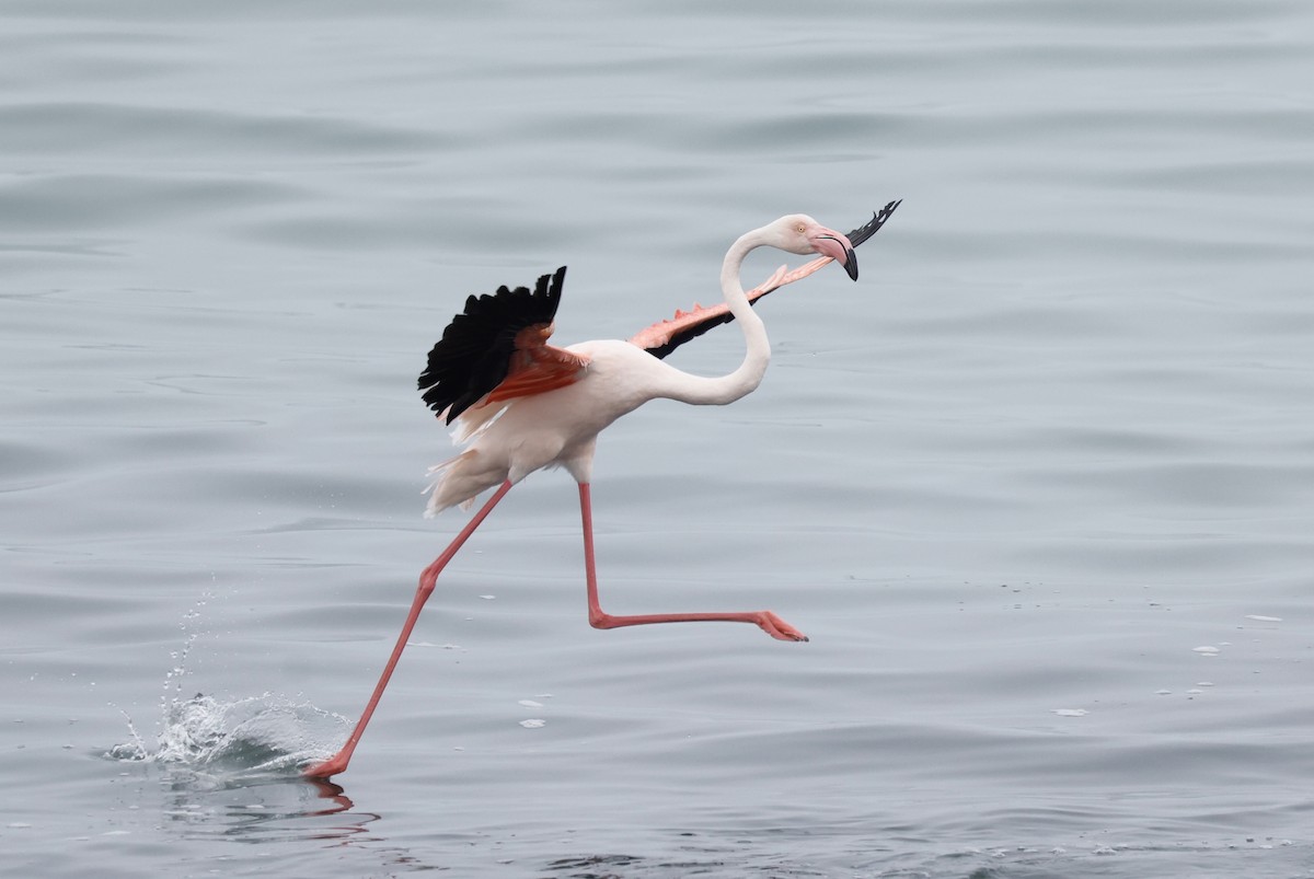 Greater Flamingo - ML624125544