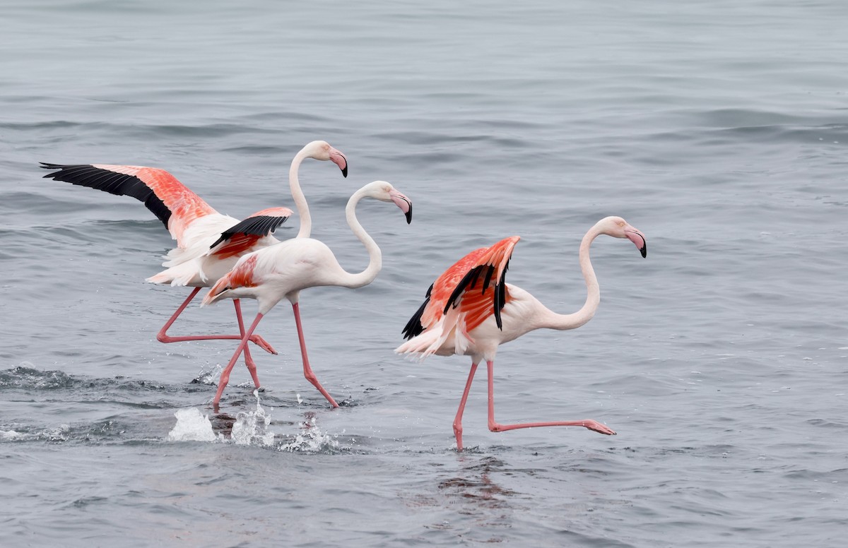 Greater Flamingo - Anne Bielamowicz