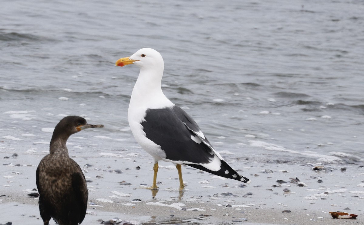 Kelp Gull - ML624125552