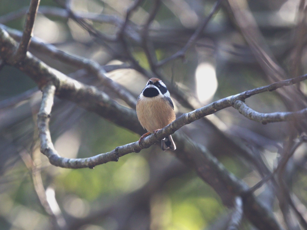 Black-throated Tit - ML624125553