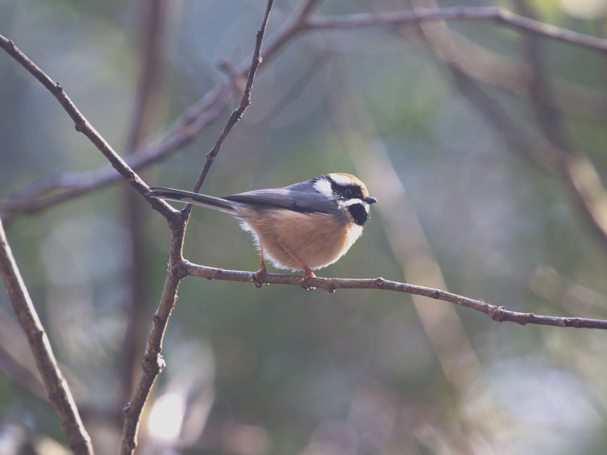 Black-throated Tit - ML624125554