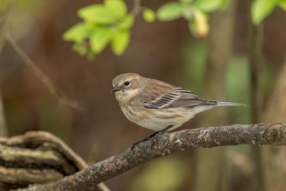 Yellow-rumped Warbler - ML624125556