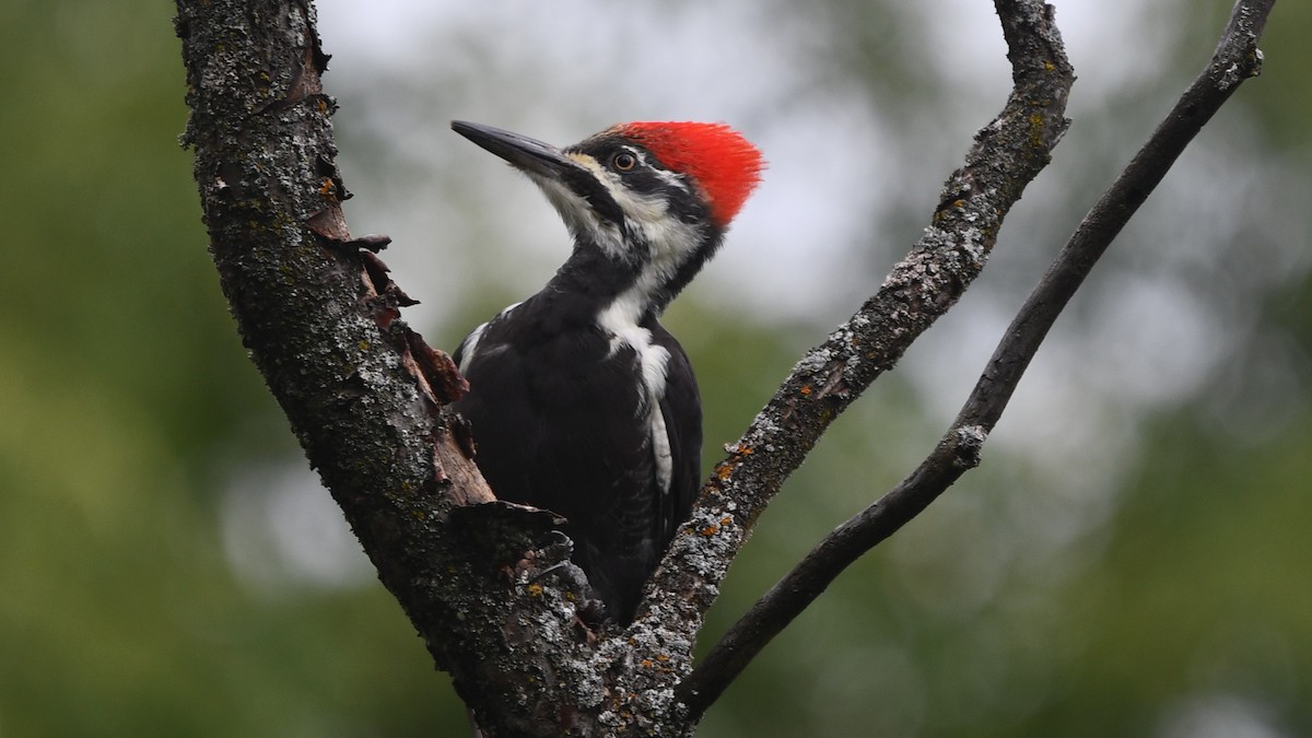 Pileated Woodpecker - ML624125566