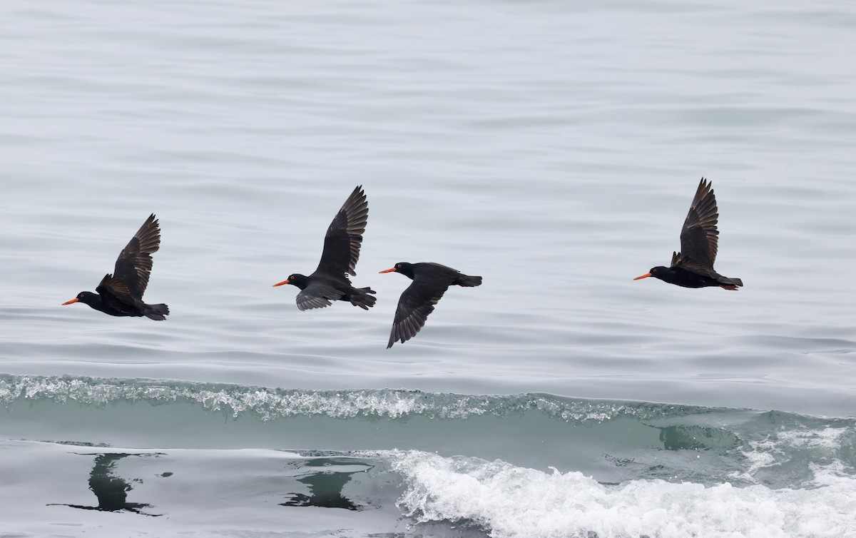 African Oystercatcher - ML624125599