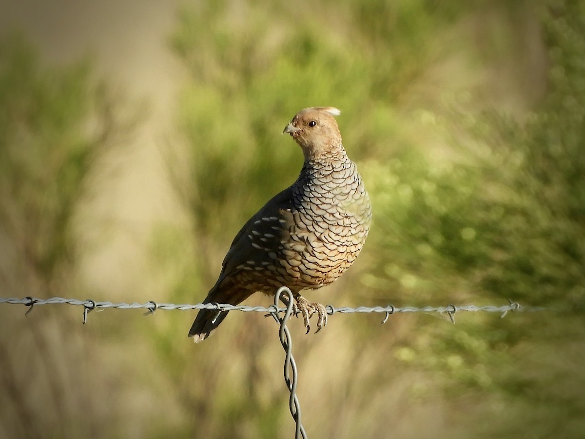 Scaled Quail - ML624125622