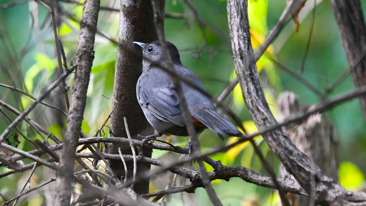 Gray Catbird - Bob Baker