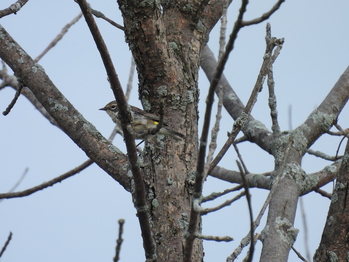 Yellow-rumped Warbler - ML624125642