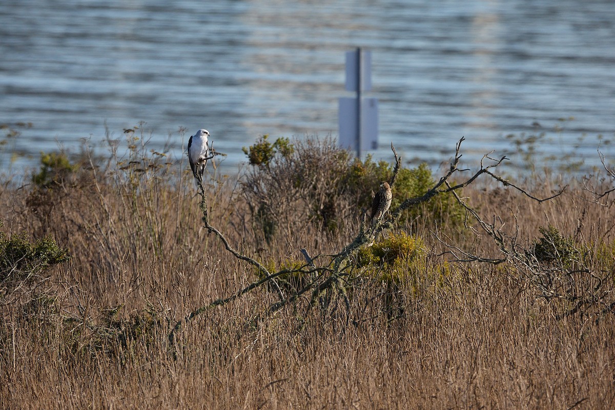 White-tailed Kite - ML624125656