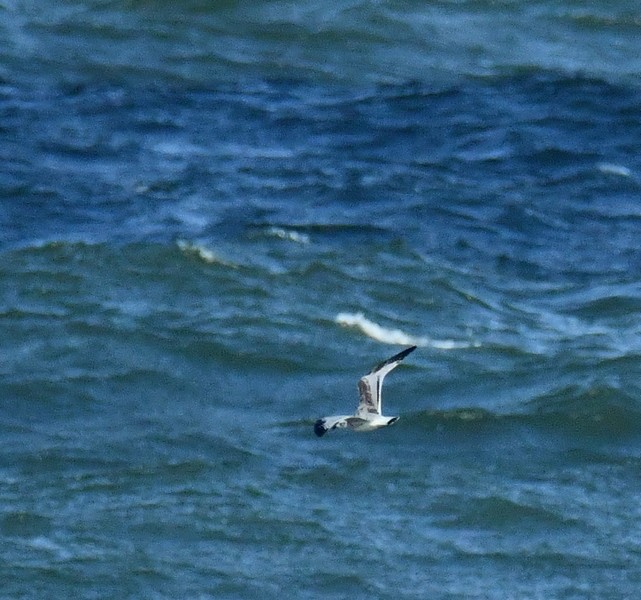 Mediterranean Gull - ML624125657