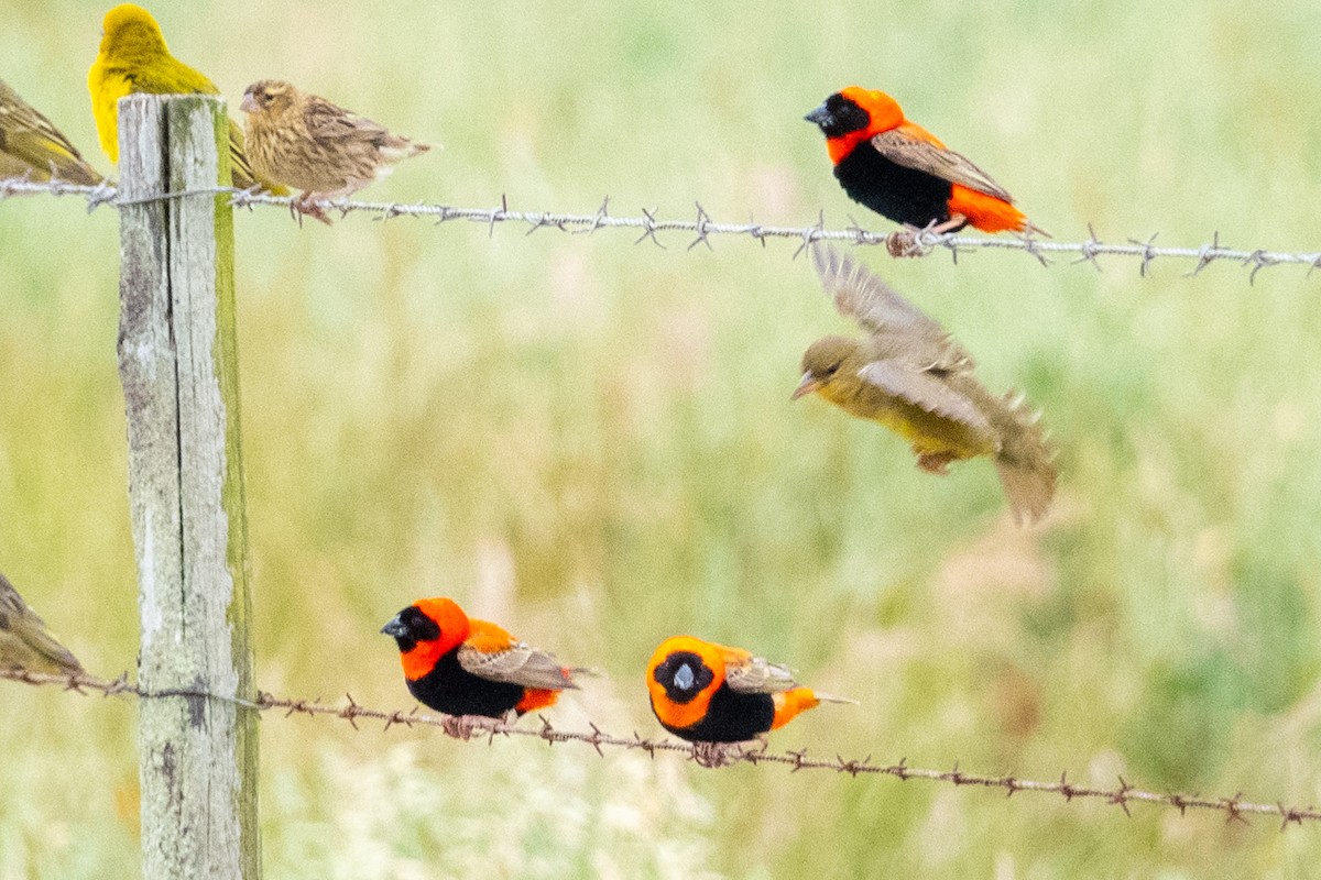 Southern Red Bishop - ML624125668