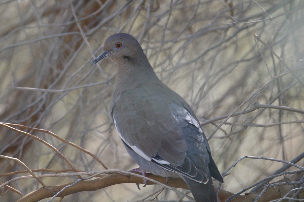 White-winged Dove - ML624125676