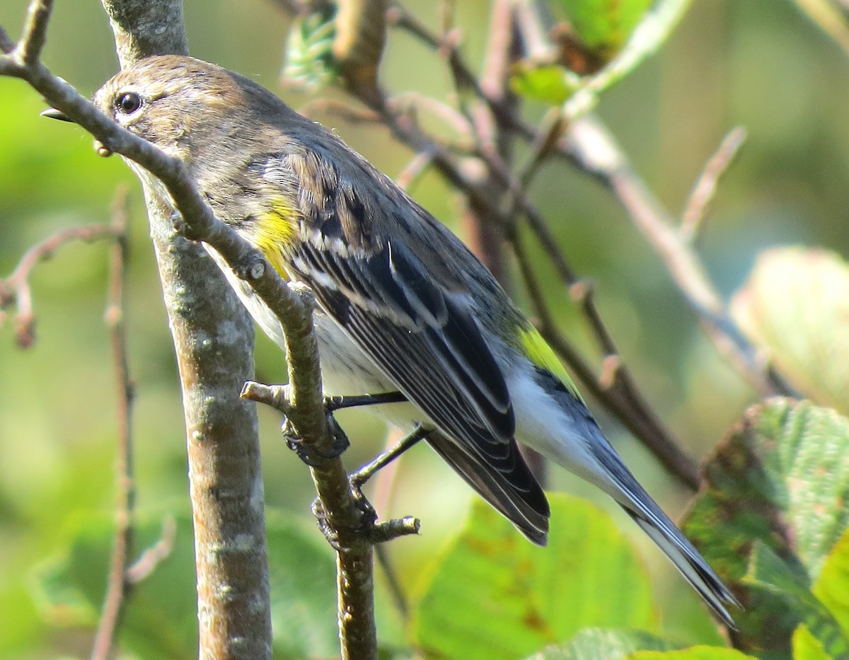 Yellow-rumped Warbler - ML624125718