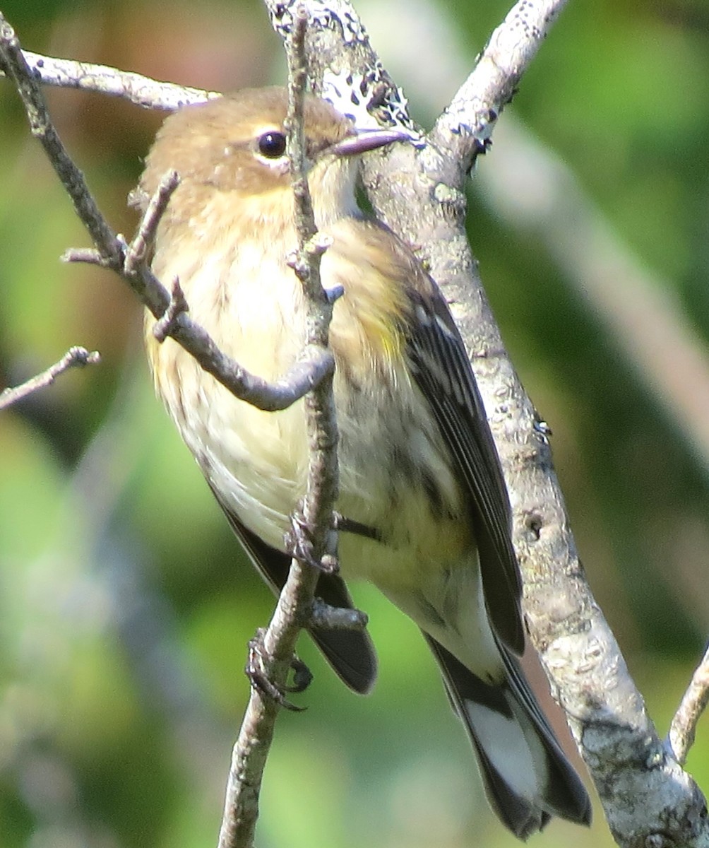 Yellow-rumped Warbler - ML624125726