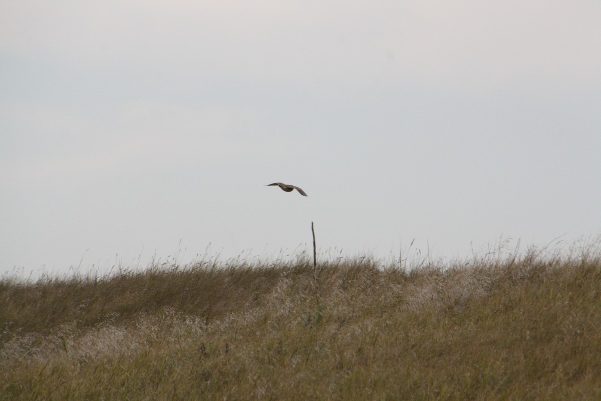 Burrowing Owl - ML624125730