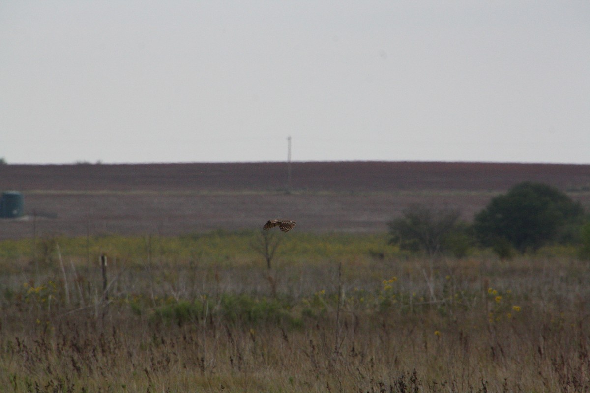 Burrowing Owl - ML624125731