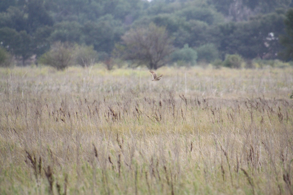 Burrowing Owl - ML624125732