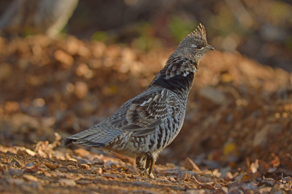 Ruffed Grouse - ML624125752