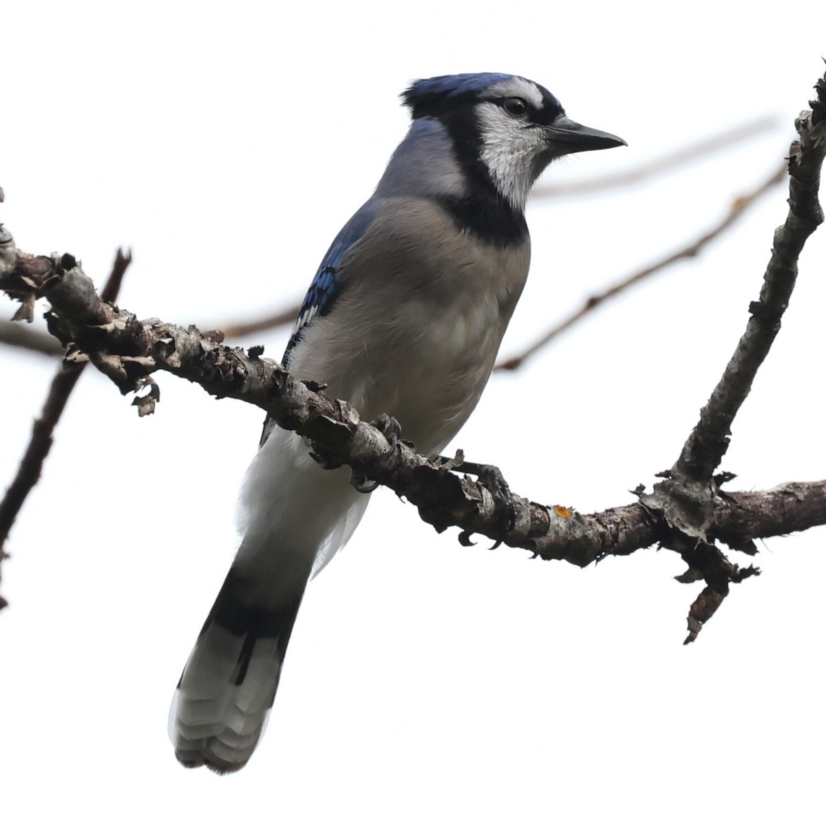 Blue Jay - David Nicosia