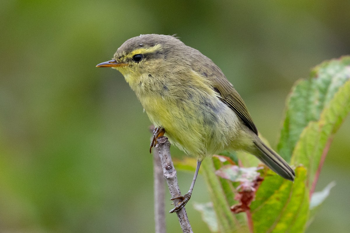 Tickell's Leaf Warbler - Mikael Käll