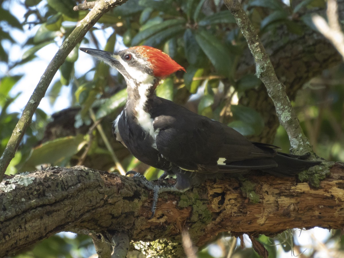 Pileated Woodpecker - ML624125815