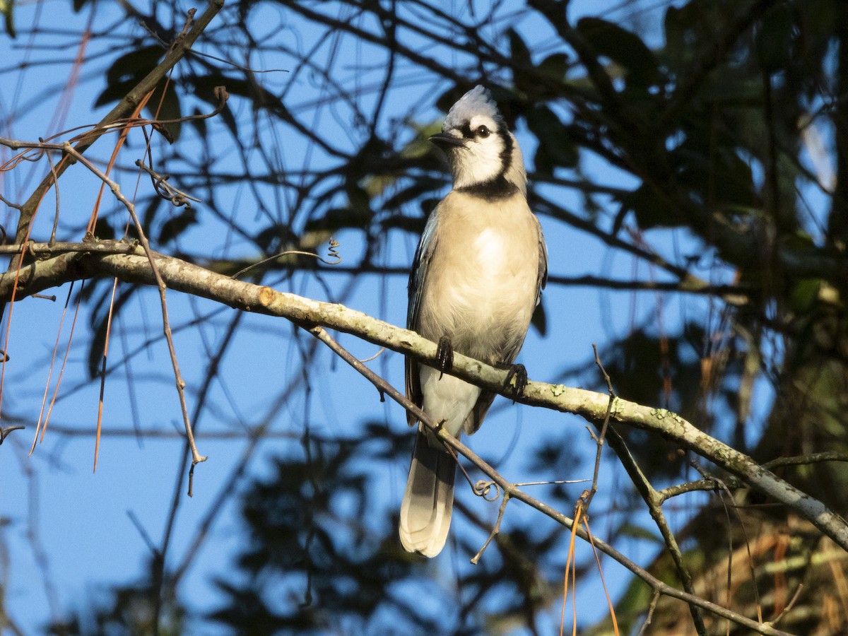 Blue Jay - ML624125825