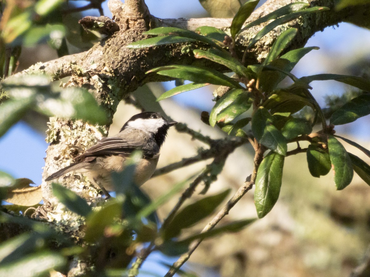 Carolina Chickadee - ML624125830